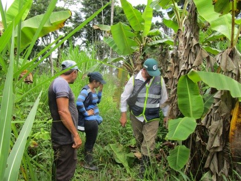 El ICA adelanta brigadas de vigilancia a siembras agrícolas del Guainía