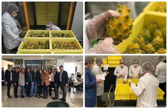 La planta empacadora RANS S.A.S. podrá enviar pitahaya colombiana hacia Chile