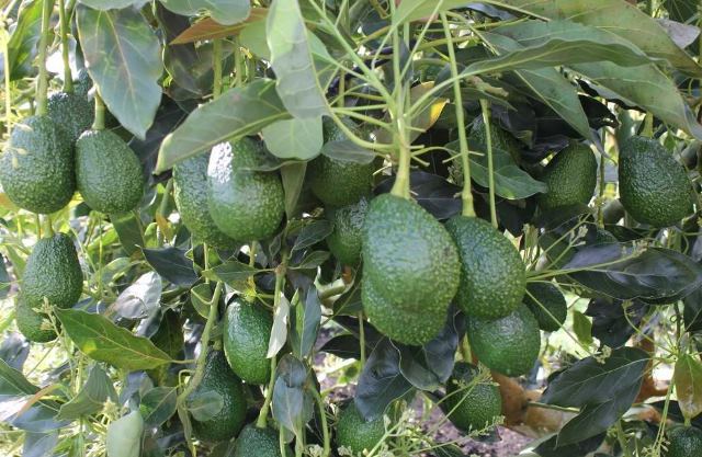Productores aguacate Hass, en el Valle del Cauca, listos para exportar  