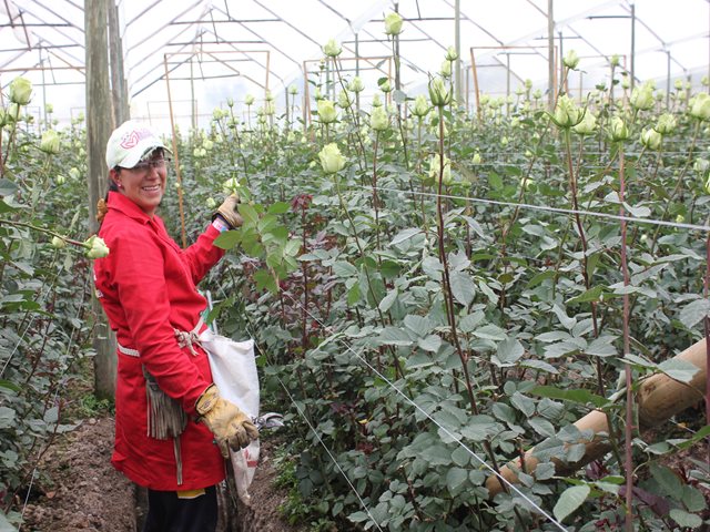 Exportadores de flores a Australia deben cumplir nuevos requisitos exigidos por ese país 