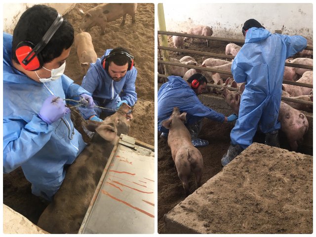 Avanza con éxito el muestreo epidemiológico en predios porcinos de Cundinamarca 