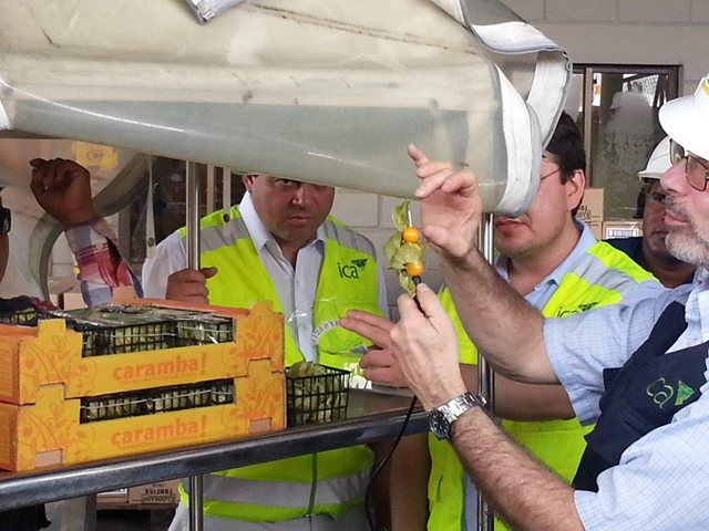 Autoridad sanitaria de Estados Unidos entrena a funcionarios del ICA en la aplicación de tratamientos en frío para la exportación de Uchuva fresca 