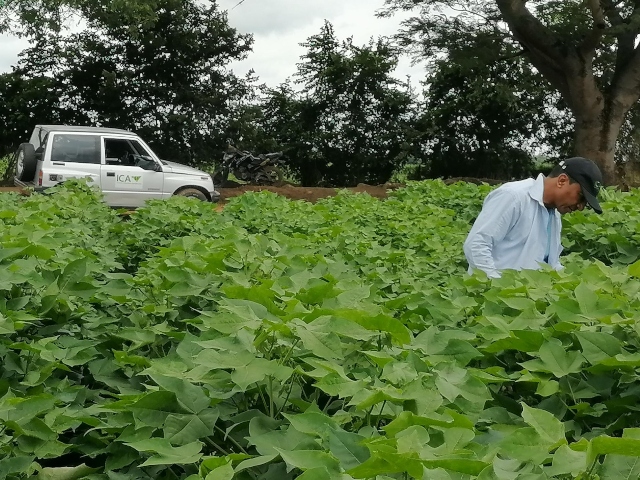 Foto-ICA-Visitas-ded-ivc-a-plantaciones-de-algodon-1.jpg