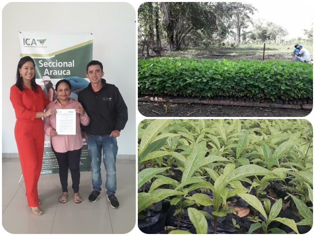 Arauca cuenta con nuevo vivero registrado ante el ICA   