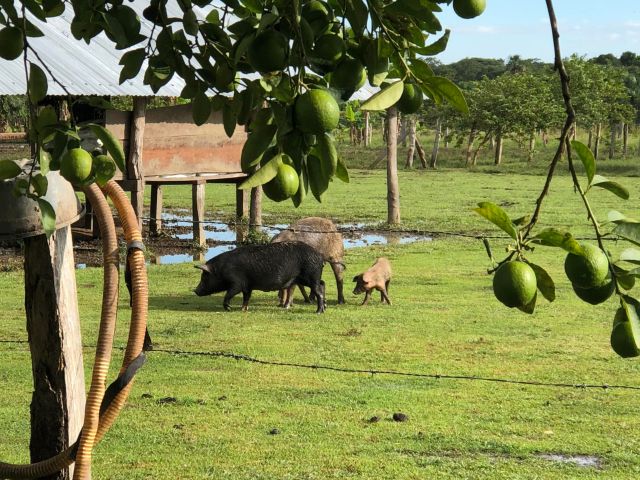 foto-ICA-porcinos-vichada.jpg