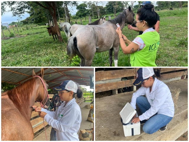 Arauca avanza en la protección sanitaria de sus equinos