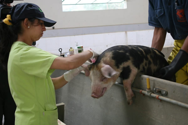 Colombia regulará producción y comercialización de medicamentos homeopáticos veterinarios. 