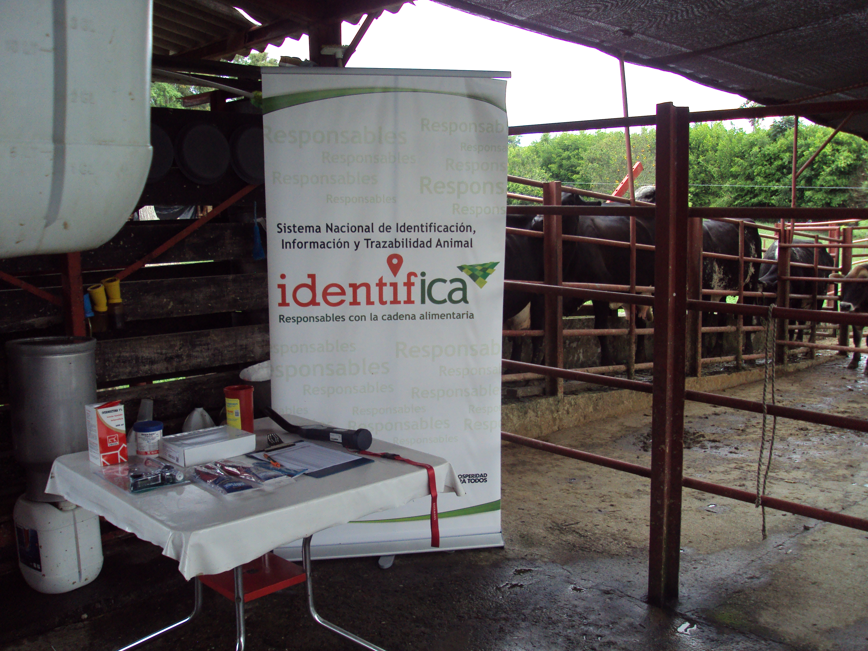 Identifica-02-Pereira.JPG