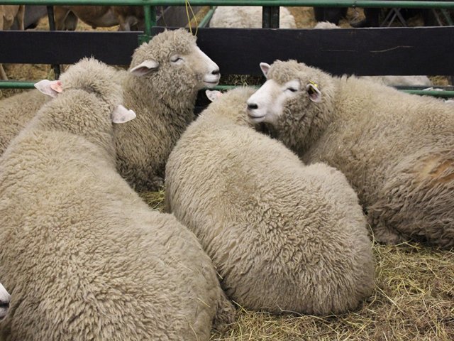 Ovino-Caprinocultores podrán importar estas especies animales desde México,  para mejoramiento genético 