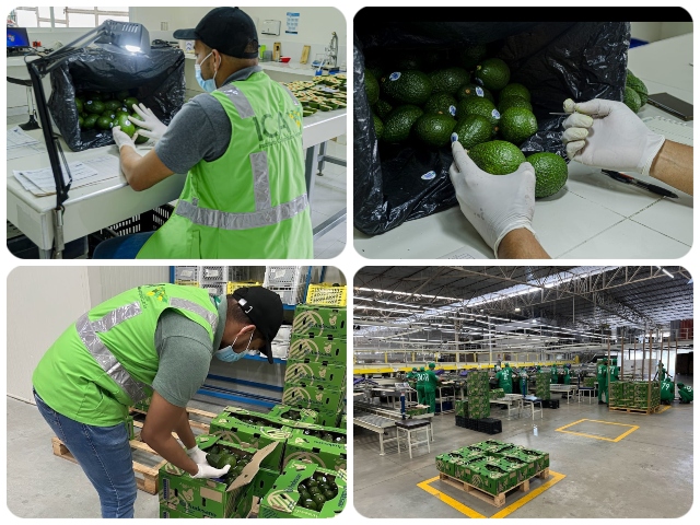 Inspección en planta empacadora para la certificación de aguacate Hass con destino a EEUU 