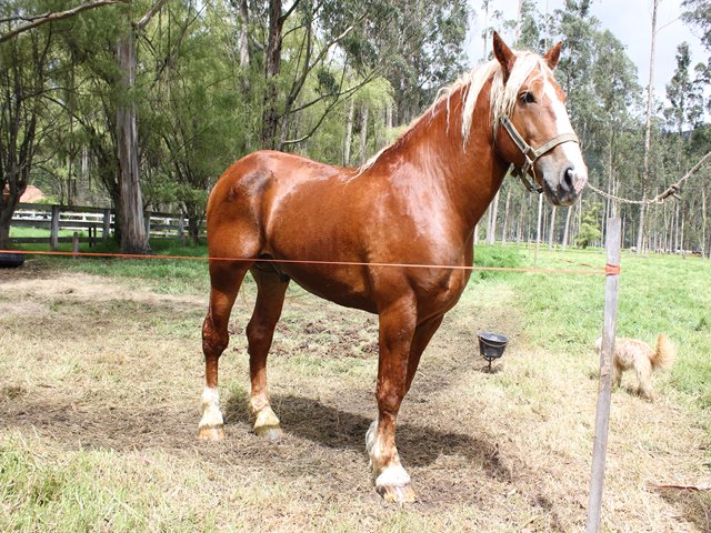 El ICA reitera plazos para la autorización de cabalgatas