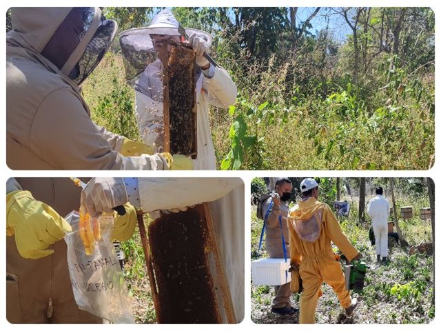 El ICA atiende notificación por mortandad de abejas en Cesar