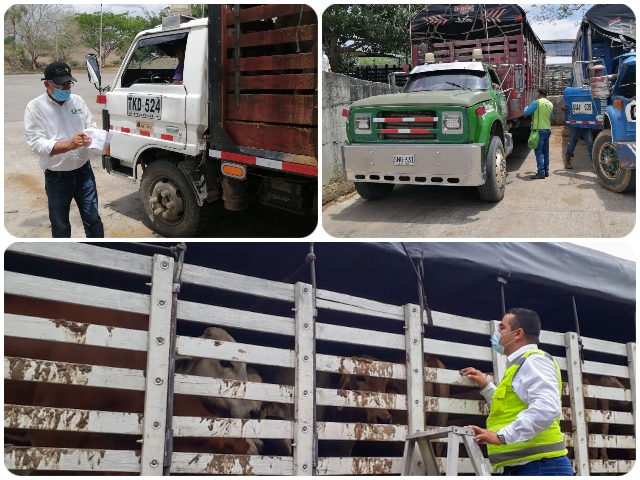 El ICA ajustó algunos requisitos para movilizar animales en el país