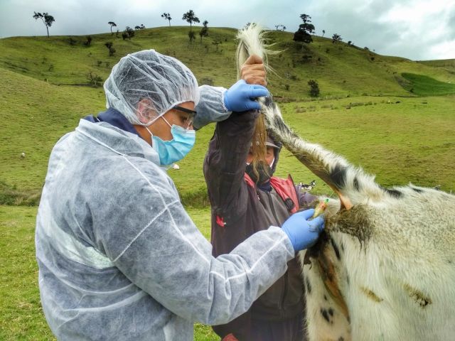 El ICA controla y previene la brucelosis bovina en el Cauca 
