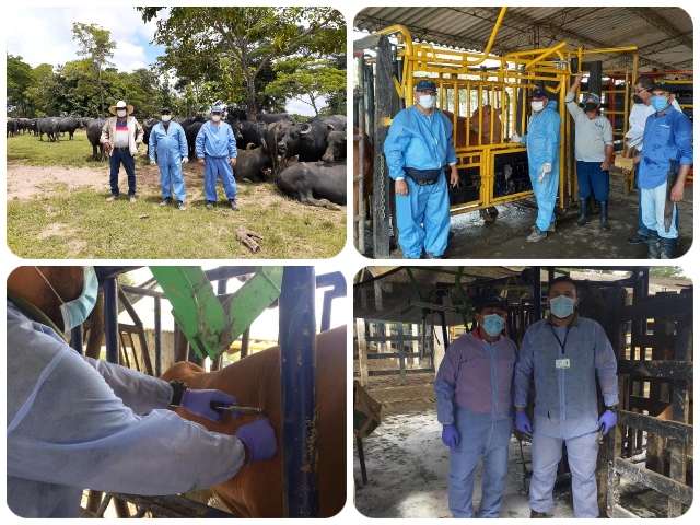 saneamiento en predios positivos a tuberculosis bovina  