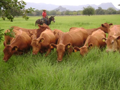 Nuevo estatus sanitario por fiebre aftosa mejora condiciones de AGROEXPO