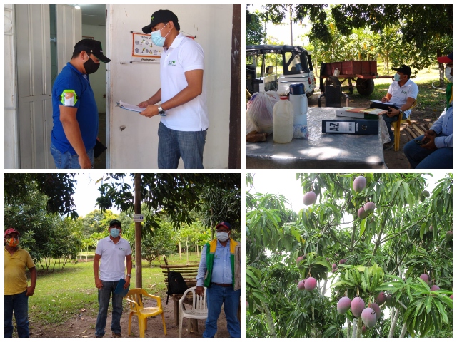 Producción de mango en Ciénaga, en el marco de la inocuidad y competitividad    