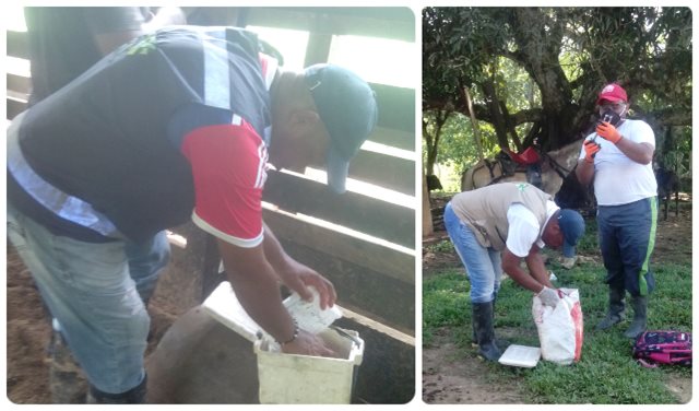 Vacunación contra brucelosis bovina en el Chocó fue supervisada por el ICA 