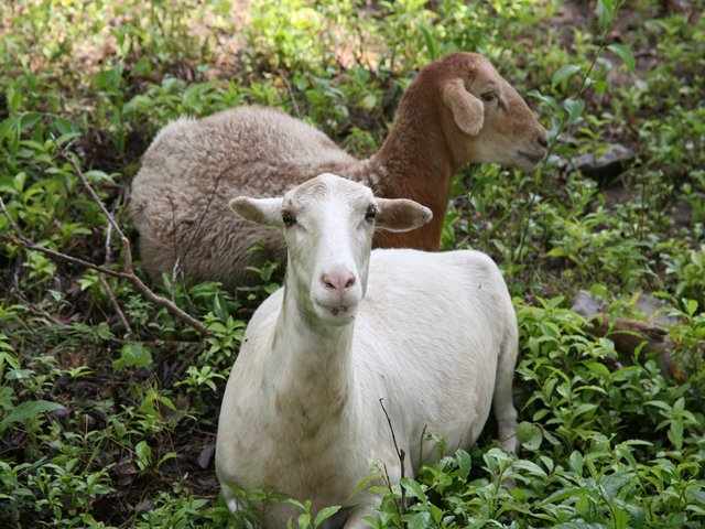 Colombia exportó 29 cabras productoras de leche al Perú