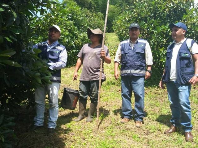 El ICA apoya a productores de aguacate Hass del Cauca, con miras a la exportación