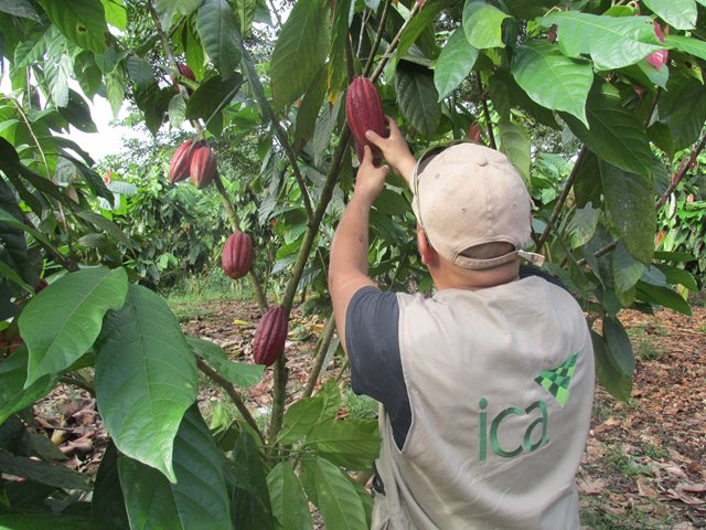 El ICA reduce niveles de infestación de plaga que por primera vez se detecta  en cultivos de cacao  de Nariño  