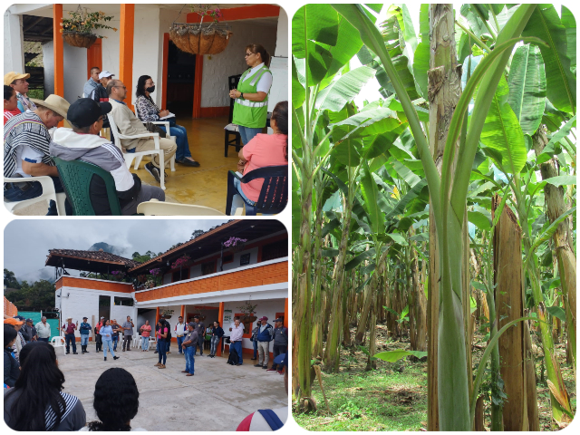 En Caldas, frente común entre entidades y gremios para asegurar la producción de plátano y banano 