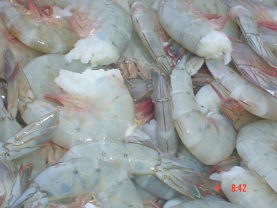 ICA determina veda a la pesca de camarón en el Pacífico colombiano