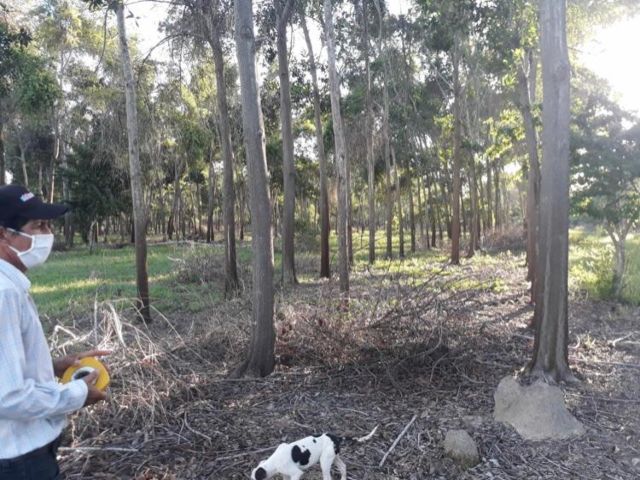  En Cesar, el ICA registra cultivos forestales con fines comerciales