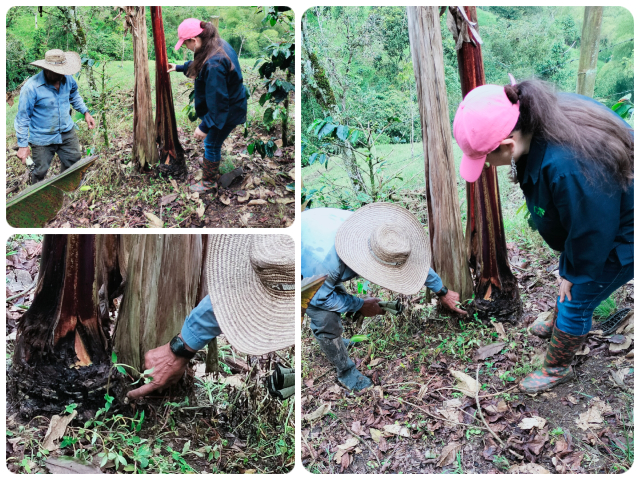 IVC a cultivos de plátano y banano