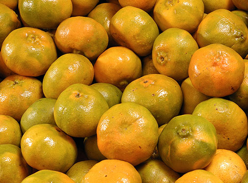 El ICA entrega controladores biológicos para hacer frente al Picudo de los Cítricos y el Picudo de la Guayaba en el Valle del Cauca 