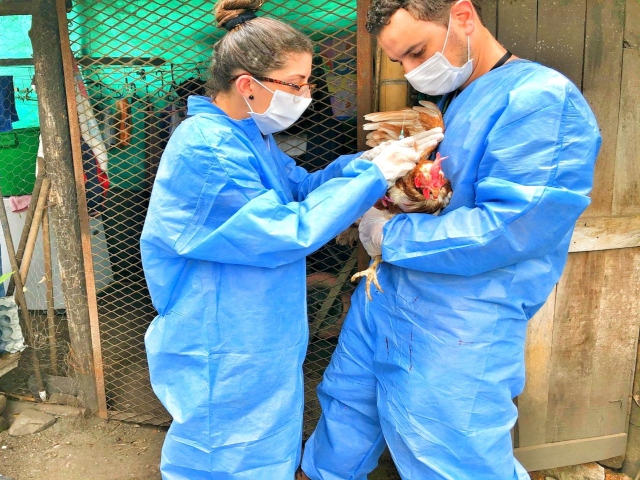 Muestreos epidemiológicos avícolas.
