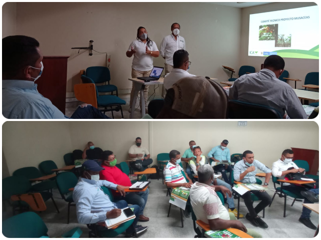 En La Guajira, primer Comité Técnico de plátano y banano 