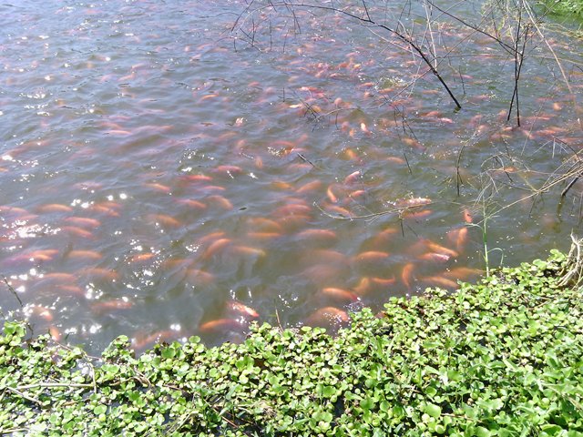 El ICA realiza actividades de prevención y control sanitario a productores de peces de cultivo.
