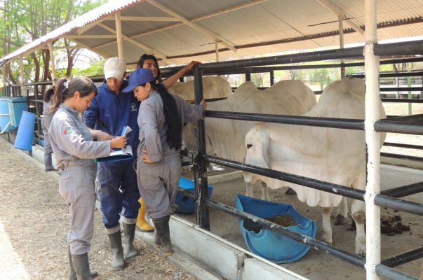 Estudiantes del SENA perfeccionan conocimientos en sanidad pecuaria 