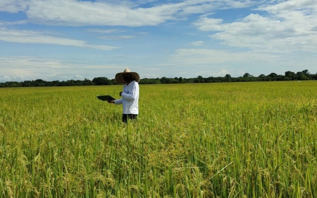 Foto-ICA-Evaluacion-agronomica-en-cultivos-de-arroz-2.jpg Foto-ICA-Evaluacion-agronomica-en-cultivos-de-arroz-2.jpg