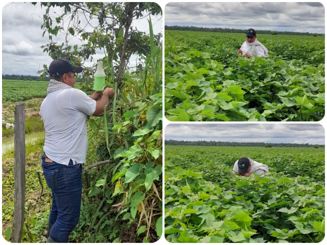 Visitas de ivc a plantaciones de algodón 