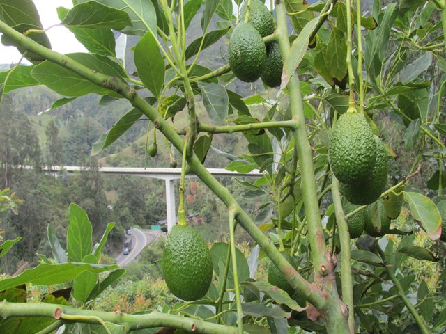 Con un cargamento de más de 37.000 kilos de aguacate Hass, continúan las exportaciones desde Colombia hacia Los Estados Unidos