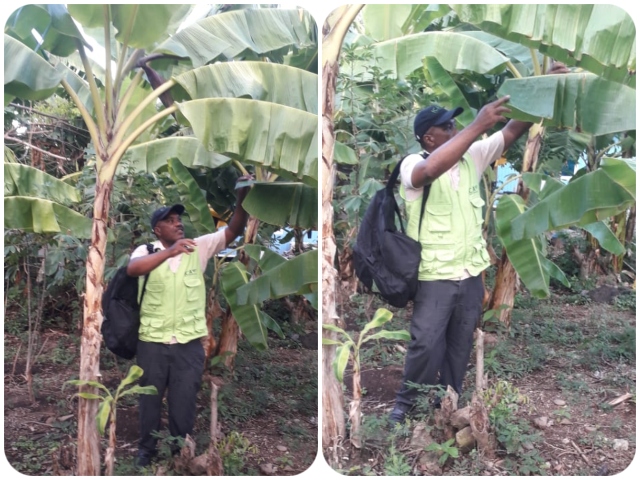 El ICA en San Andrés y Providencia realiza monitoreo en cultivos de plátano y banano