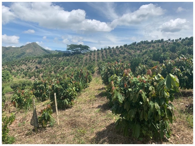 El ICA realizó visitas de inspección y vigilancia a cultivos de Cacao en el Quindío