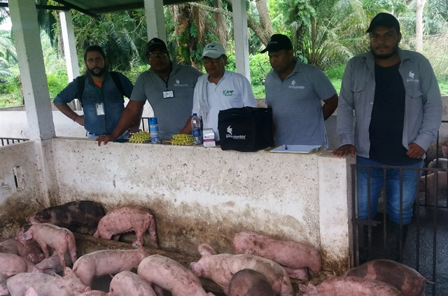 Porcinos del departamento de Bolívar, se blindan contra la peste porcina clásica, PPC