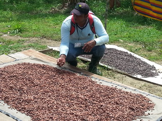 Cultivos de cacao en Vichada son vigilados y controlados por el ICA