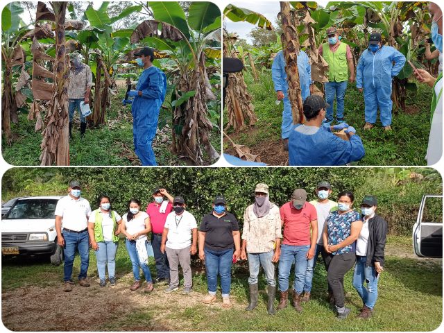 Protección a las plantaciones de plátano y banano de Casanare, por parte del ICA