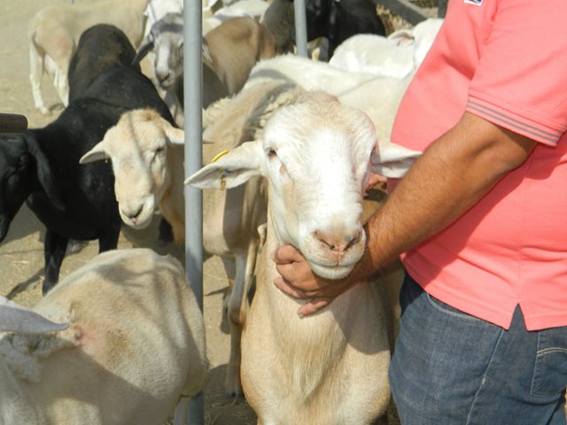 El ICA adelanta  vigilancia epidemiológica a 11.000 ovinos y  1.500 caprinos