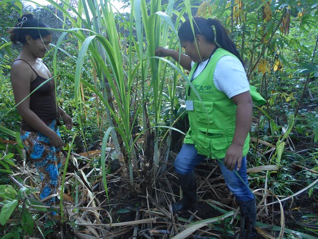 El ICA realizó visitas fitosanitarias a cultivos de caña panelera en el Vaupés