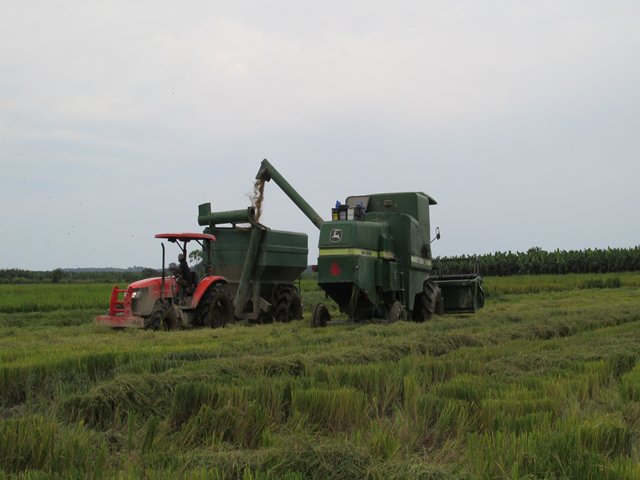 Amplían el plazo para registrar los cultivos de arroz