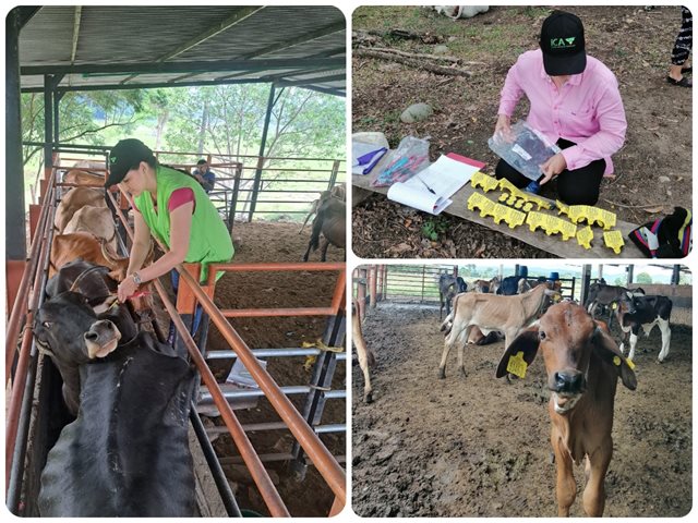 Identificación de bovinos y bufalinos.