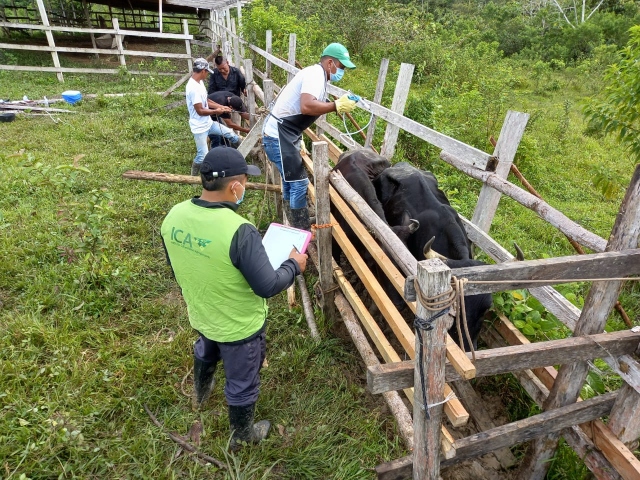 En el Amazonas el ICA supervisa el primer ciclo de vacunación contra la fiebre aftosa y brucelosis bovina 2021