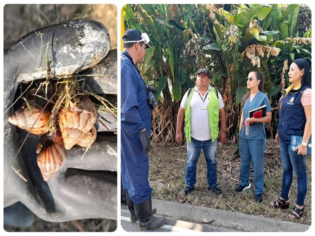 En Quindío se implementan medidas para controlar el caracol gigante africano 
