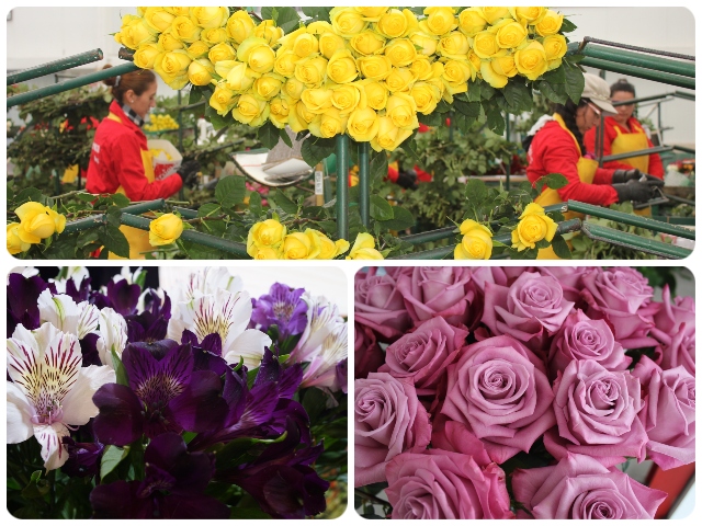Flores colombianas están listas para San Valentín