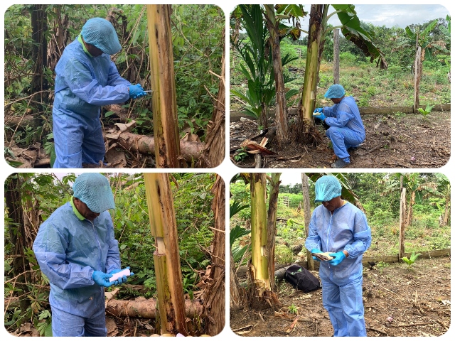  Toma de muestras a cultivos de plátano. 
